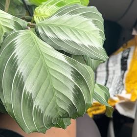 Photo of the plant species Maranta by @DollBlueech26 named Sir Plancelot on Greg, the plant care app