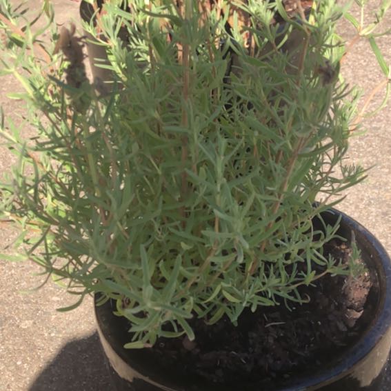 Photo of the plant species Lavender 'LaveannaTM Purple' by @HotAloevera2 named Dolores on Greg, the plant care app