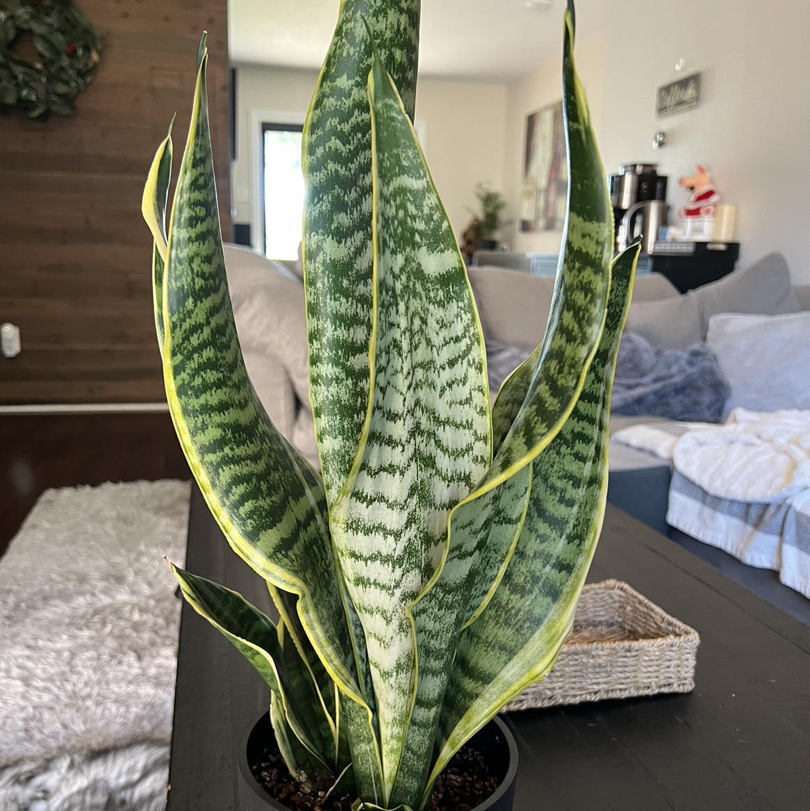 Photo of the plant species Snake Plant by @sheilaroxx named Sunny (1) on Greg, the plant care app