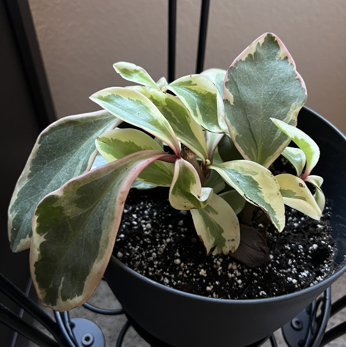 Peperomia 'Ginny' plant in a pot with variegated leaves showing green, white, and pink edges.