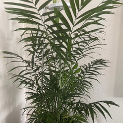 Parlour Palm plant