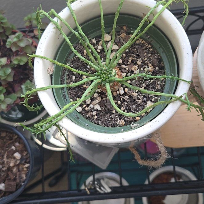 Photo of the plant species Medusa's Head Cactus by @DollRoussea0 named Baesil on Greg, the plant care app