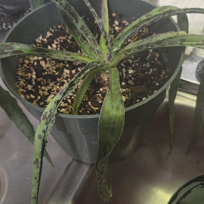 Photo of the plant species Mangave Spotty Dotty by @DollRoussea0 named Hamilton on Greg, the plant care app