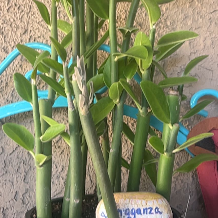 Photo of the plant species Pedilanthus bracteatus by @FirstMandrake1 named Kardashian on Greg, the plant care app