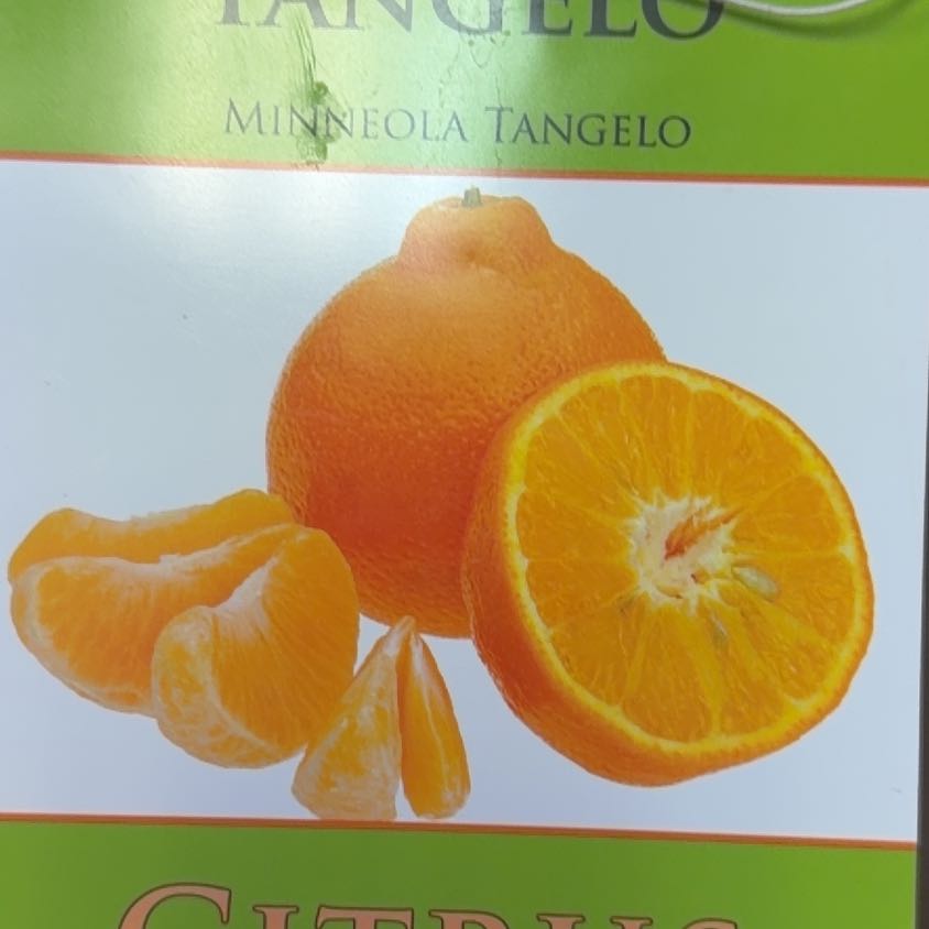 Photo of the plant species Minneola Tangelo by @SwiftAloevera75 named Denali on Greg, the plant care app
