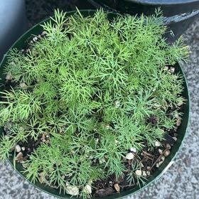 Photo of the plant species Dill by @UberSandrose34 named Anne on Greg, the plant care app
