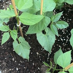 Photo of the plant species Common Bean by @UberSandrose34 named Sol on Greg, the plant care app