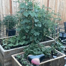 Photo of the plant species Empress Tree by @UberSandrose34 named Girlfrond on Greg, the plant care app