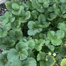 Photo of the plant species Garden Strawberry by @UberSandrose34 named Khaleesi on Greg, the plant care app
