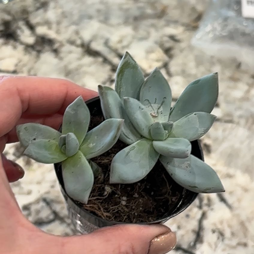 Photo of the plant species Pachyveria 'Powder Puff' by @PrimoFlax50 named Leaf Erickson on Greg, the plant care app