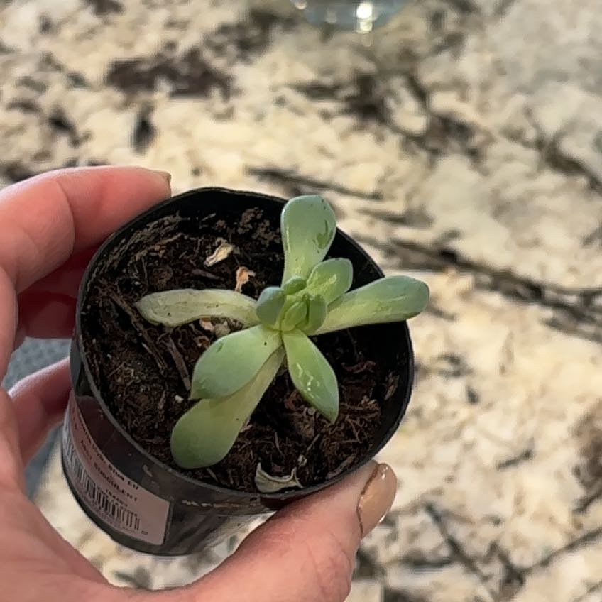 Photo of the plant species Sedeveria 'Blue Elf' by @PrimoFlax50 named Navajo on Greg, the plant care app