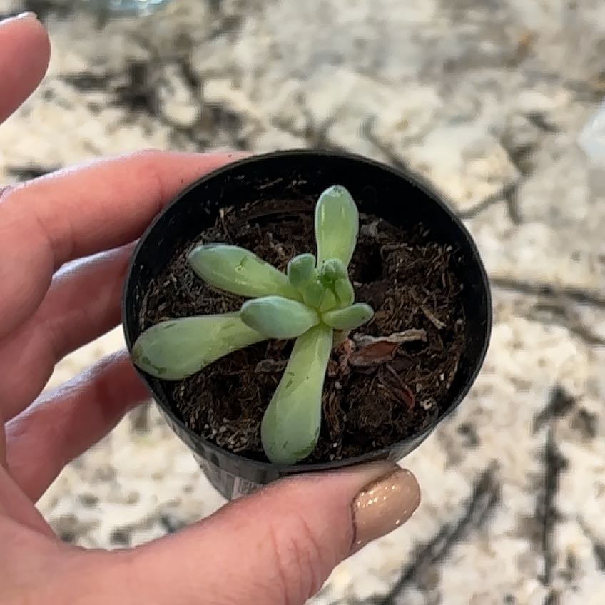 Photo of the plant species Sedeveria 'Blue Elf' by @PrimoFlax50 named Kesha on Greg, the plant care app