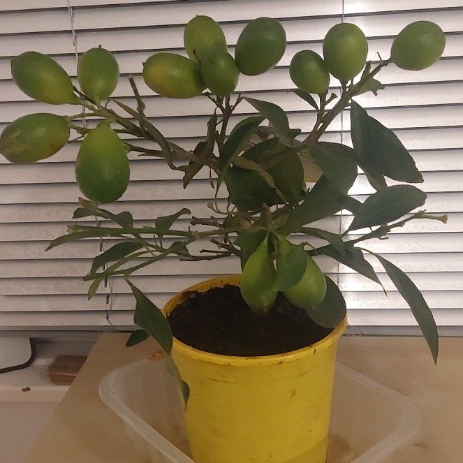 Photo of the plant species Limequat by @TryRemuremu36 named Wall-E on Greg, the plant care app