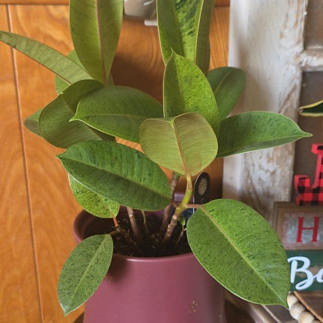 Photo of the plant species Ficus Moonshine by @VirtuousAgave16 named Sol on Greg, the plant care app