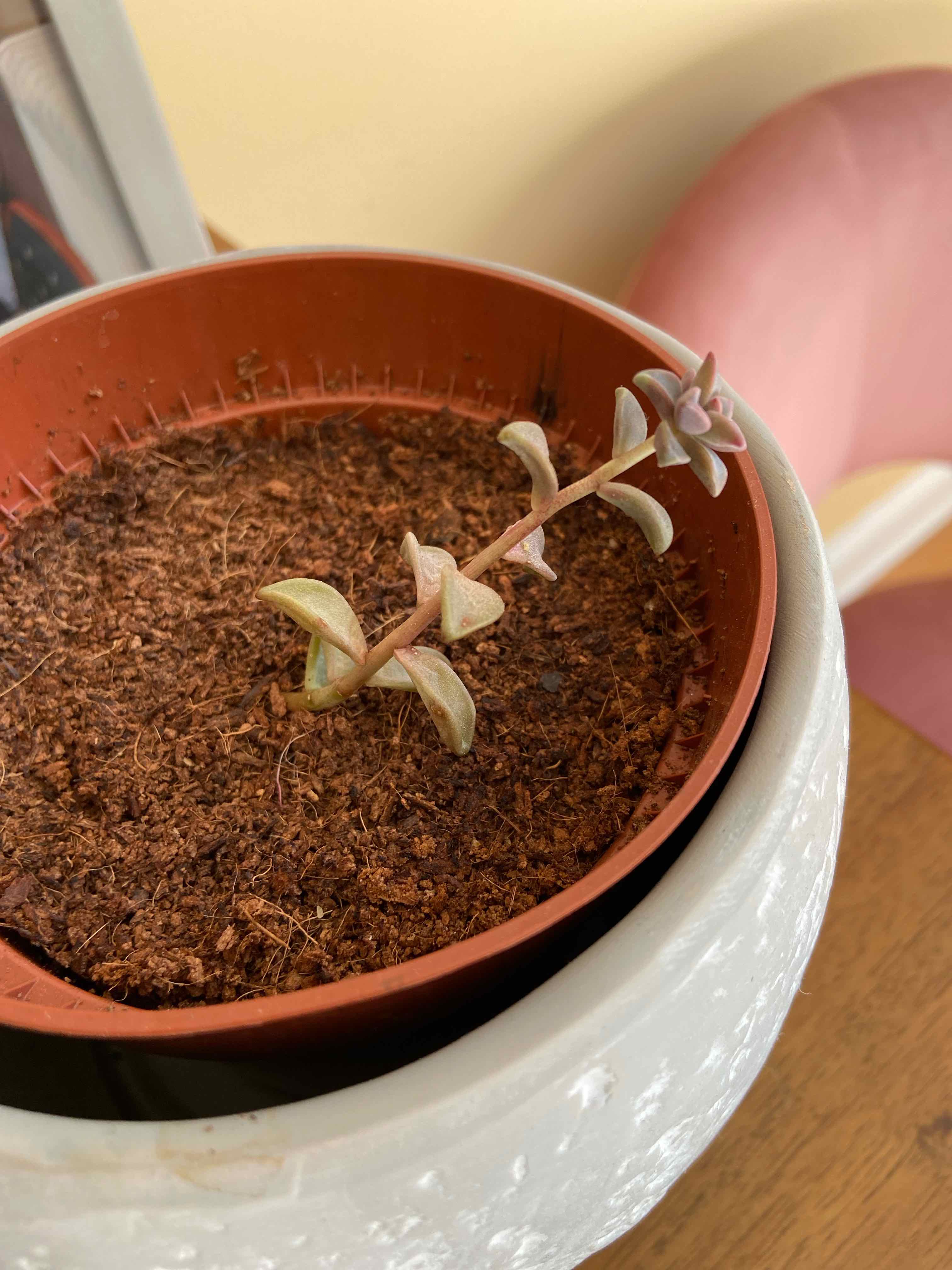 Jelly Bean Plant in a pot with visible soil and slightly discolored leaves.