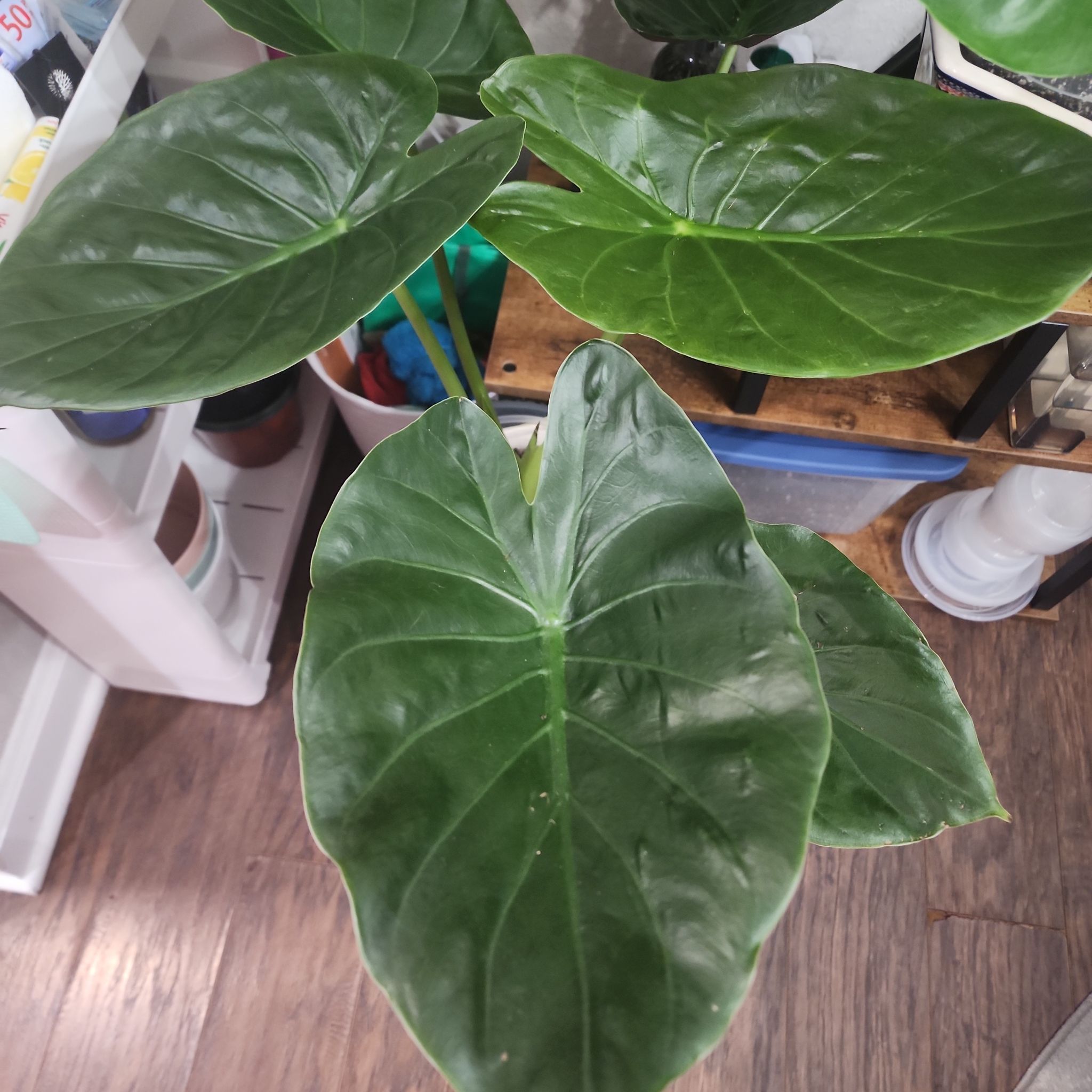 Photo of the plant species Alocasia by @ReallyMayten17 named Aly on Greg, the plant care app