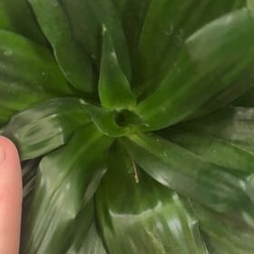 Photo of the plant species Bromeliad Medusa by @AstuteBeech84 named Morgan Treeman on Greg, the plant care app