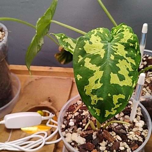 Photo of the plant species Alocasia by @CuteBaibua35 named Zion on Greg, the plant care app