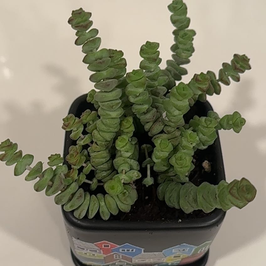 Photo of the plant species Crassula 'Baby Necklace' by @BigLionsmane42 named Plato on Greg, the plant care app