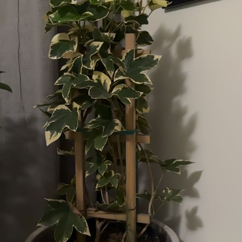 Photo of the plant species Fatshedera hybrid by @BigLionsmane42 named Figyonce on Greg, the plant care app