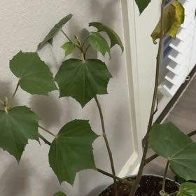 Photo of the plant species Cotton Rosemallow by @CalmCannalily8 named Baesil on Greg, the plant care app