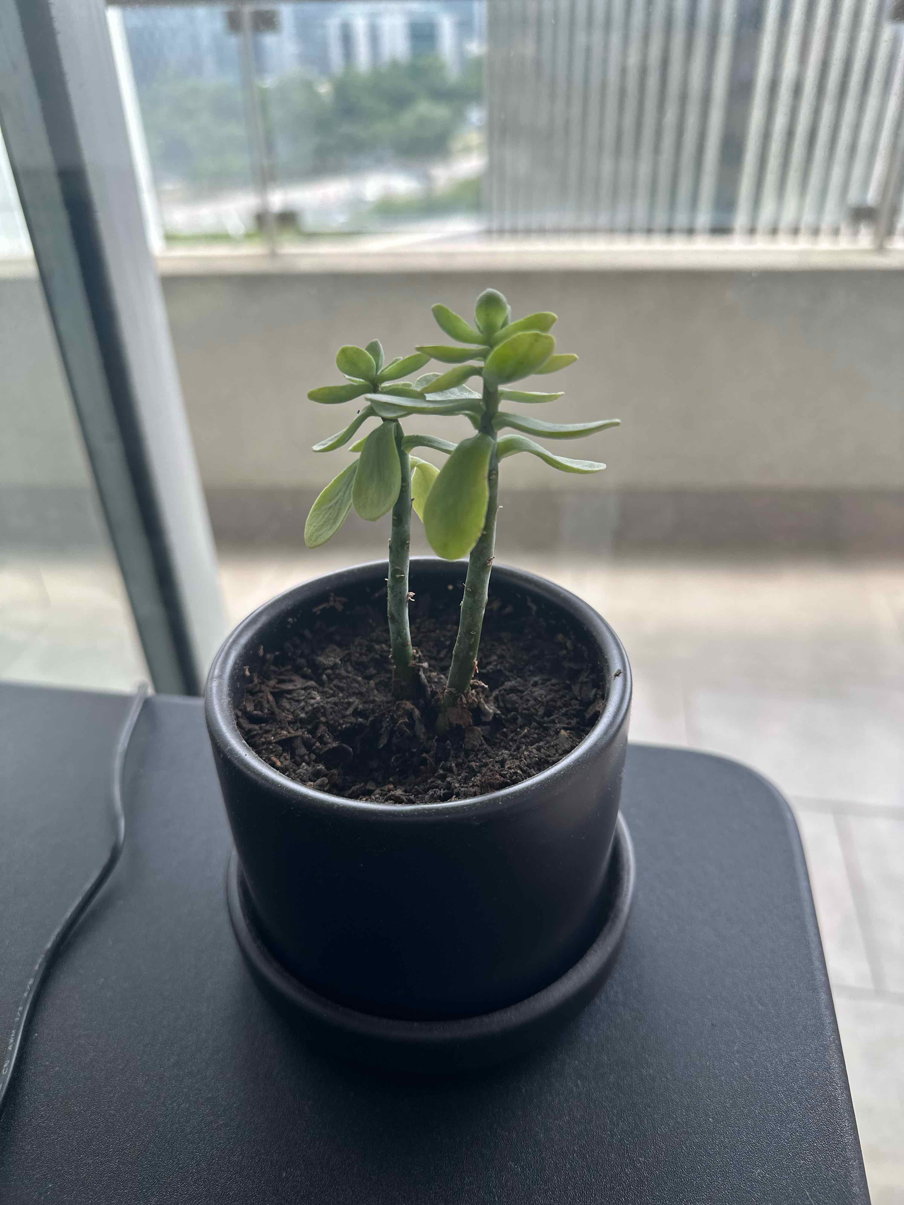 Photo of the plant species Suculent by @SavvySoybean54 named Sproutacus on Greg, the plant care app
