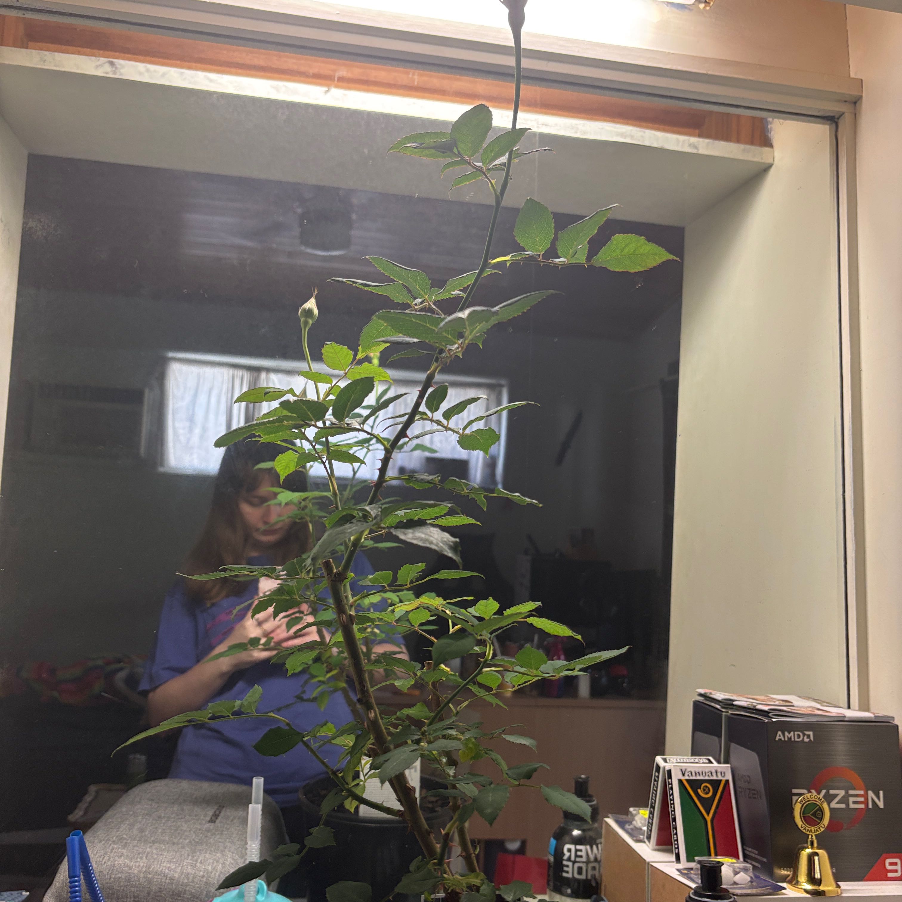 Photo of the plant species Hybrid Tea Rose by @ProChollipo16 named Lola on Greg, the plant care app