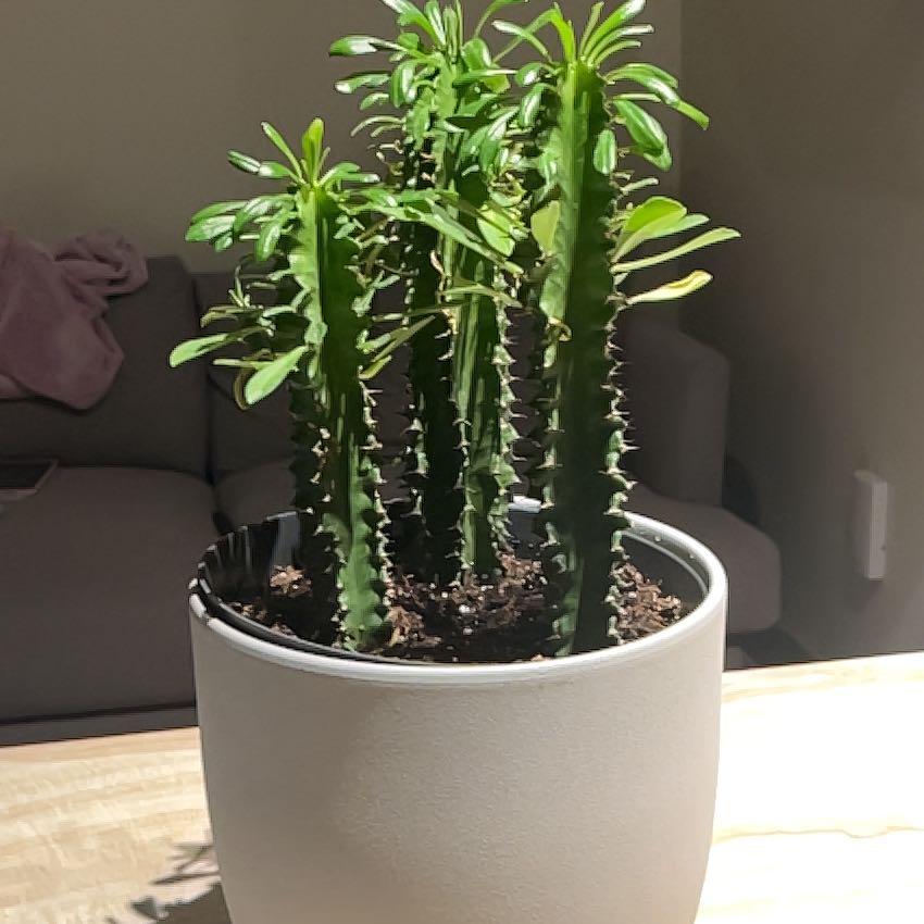 Photo of the plant species African Candelabra by @YernFoxgrape48 named Robert Plant on Greg, the plant care app