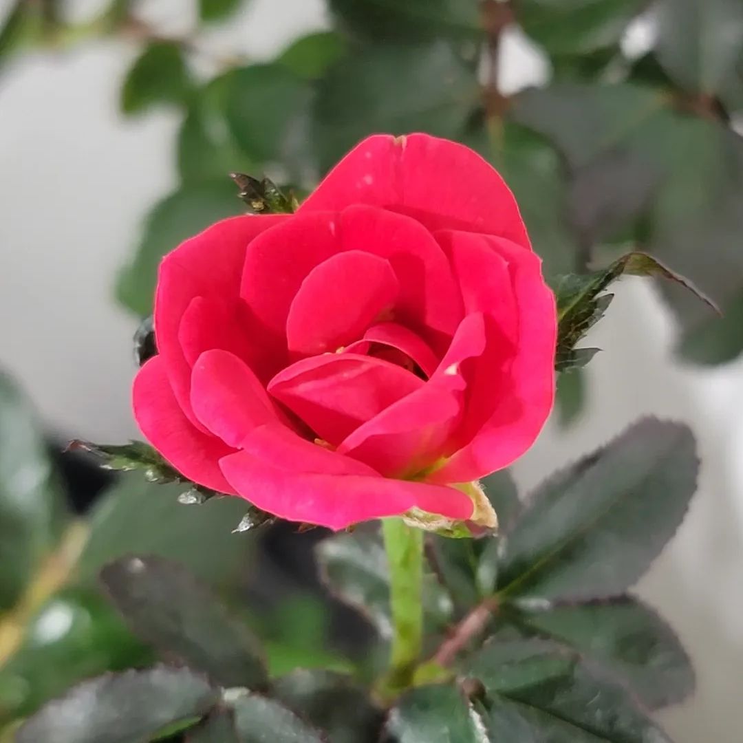 Photo of the plant species Petite Knock Out® Rose by @LadyRosebud named Rosetta on Greg, the plant care app