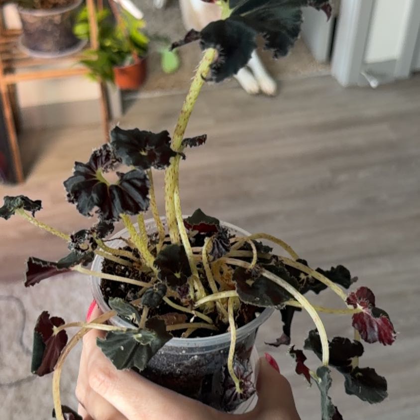 Photo of the plant species Begonia 'Black Mamba' by @ChampRoselle50 named Harmony on Greg, the plant care app