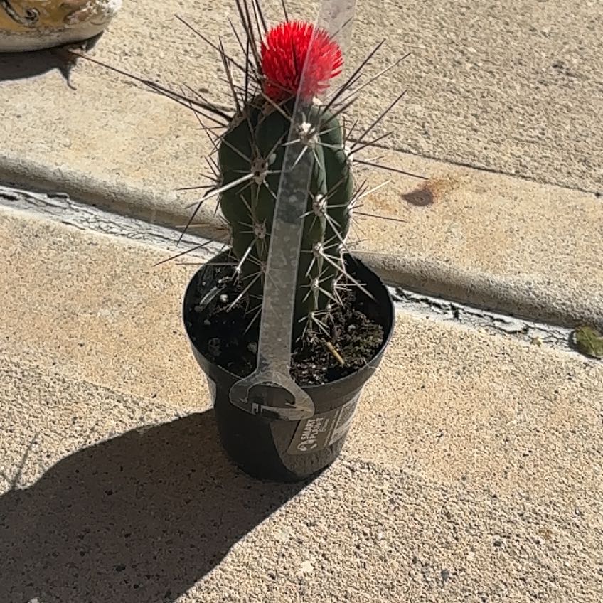 Photo of the plant species Octopus Cactus by @ProChayote44 named Athena on Greg, the plant care app