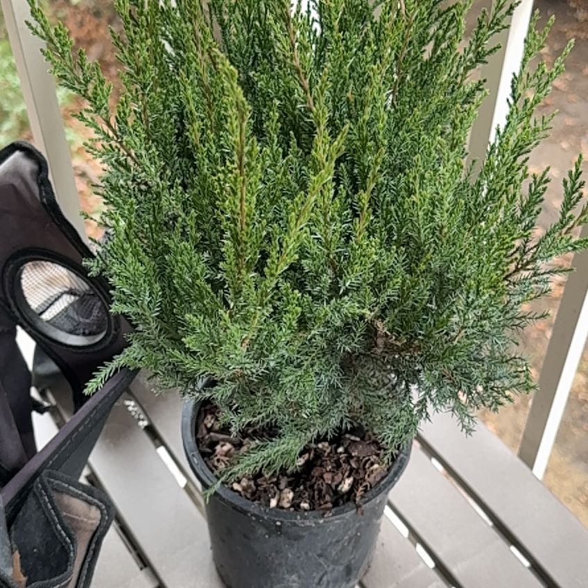 Photo of the plant species Sea Green Juniper by @SecureJellypalm named Sea Green on Greg, the plant care app