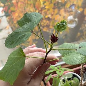 Photo of the plant species Roselle by @IntenseMastic94 named Captain Plant-it on Greg, the plant care app