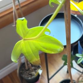 Photo of the plant species Anthurium Pedatum by @IntenseMastic94 named Mando on Greg, the plant care app