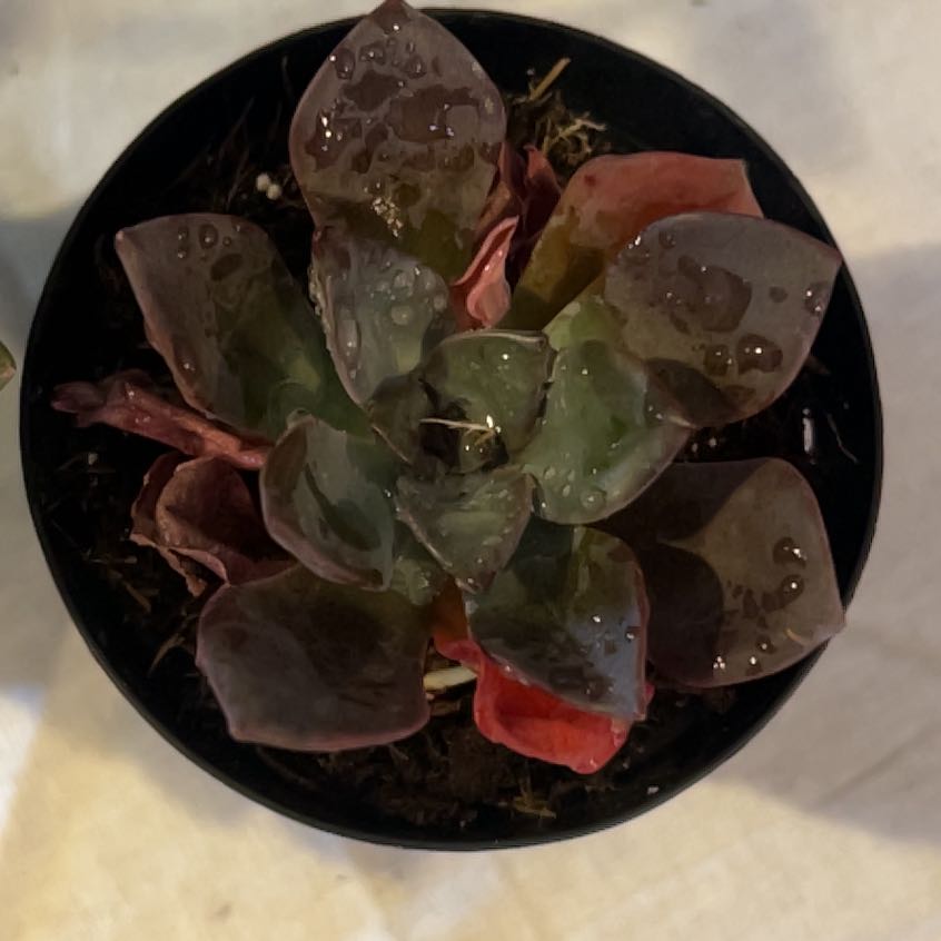 Photo of the plant species Echeveria Jessica by @SubtleWinika10 named Foxxy on Greg, the plant care app