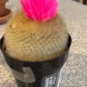 Photo of the plant species Button Cactus by @BabyKaro66 named Naomi on Greg, the plant care app