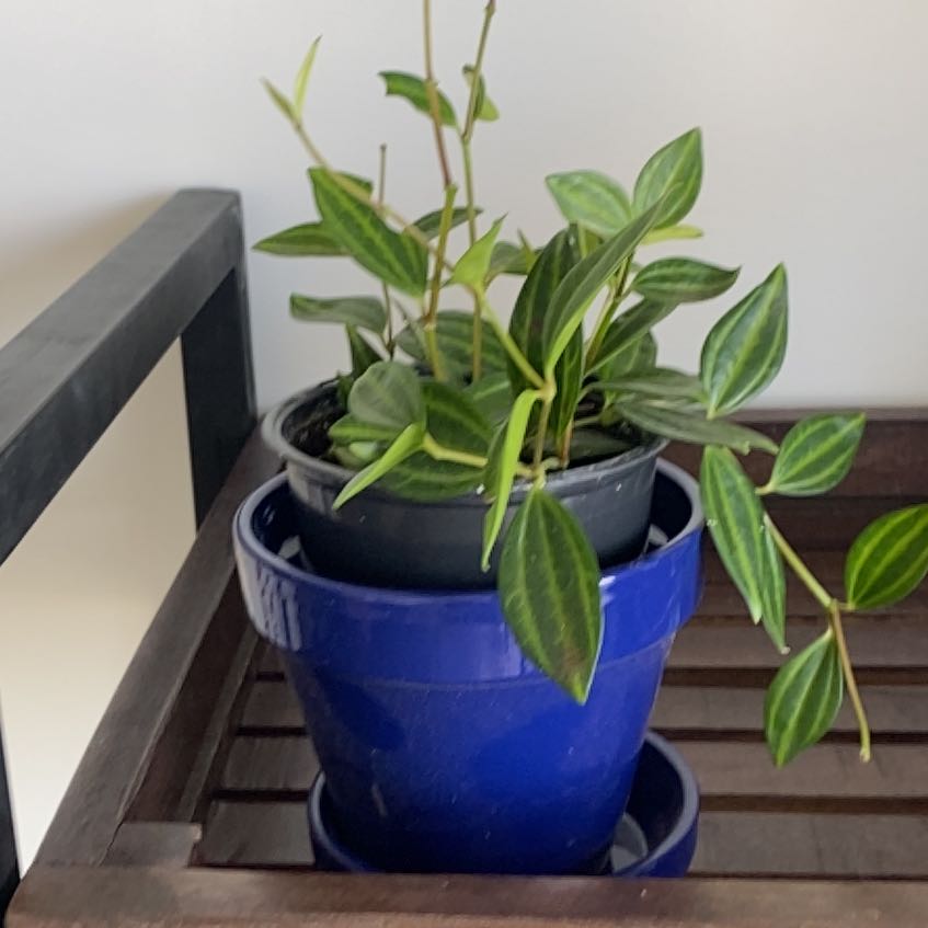 Photo of the plant species Peperomia 'Funky Frog' by @HipBasil85 named Captain Plant-it on Greg, the plant care app