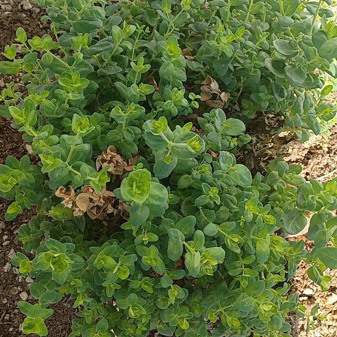 Photo of the plant species Sweet Pea Shrub 'Bibi Pink' by @WelefulWoreya51 named Lavender on Greg, the plant care app