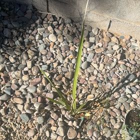 Photo of the plant species Earth Almond by @ComposedDuwei named Kylie on Greg, the plant care app