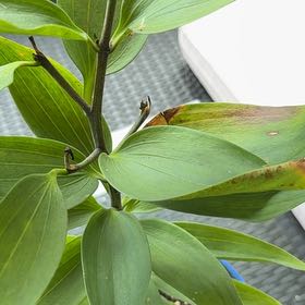 Photo of the plant species Stargazer Lily by @LuckyChojubai24 named Baesil on Greg, the plant care app