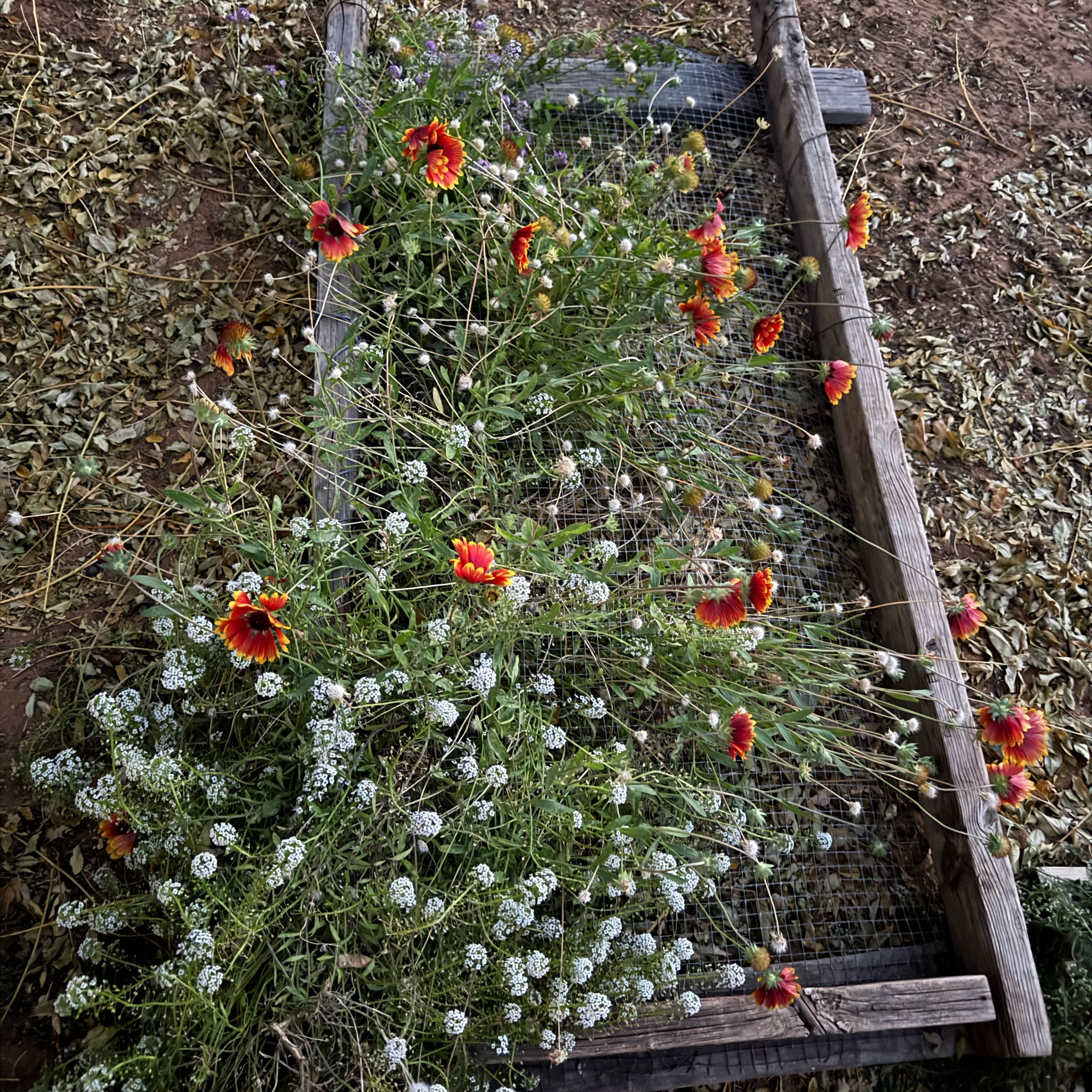 Photo of the plant species Desert Globemallow by @KeyRedvein55 named Lola on Greg, the plant care app