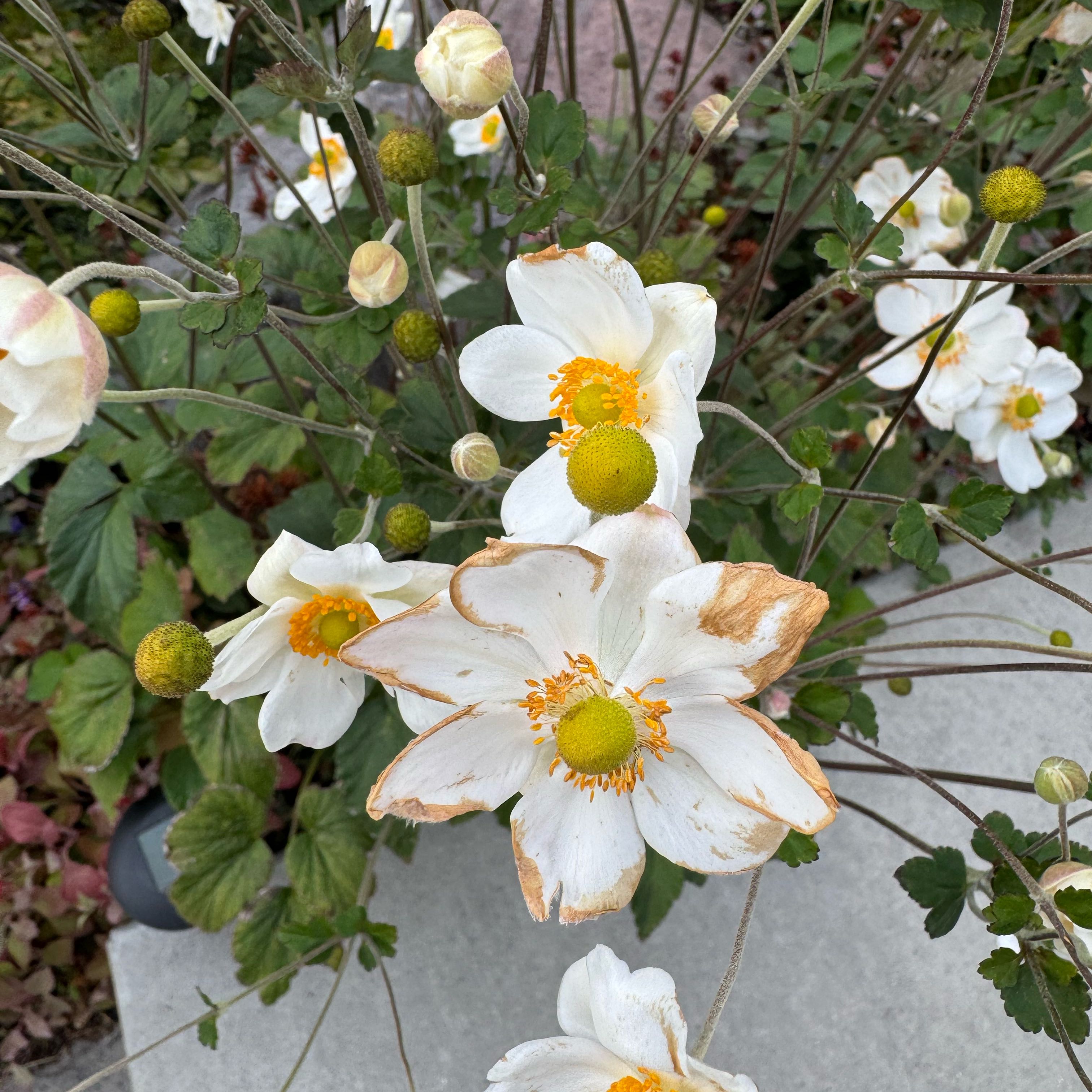 Photo of the plant species Eriocapitella hupehensis by @KeyRedvein55 named Beyonce on Greg, the plant care app
