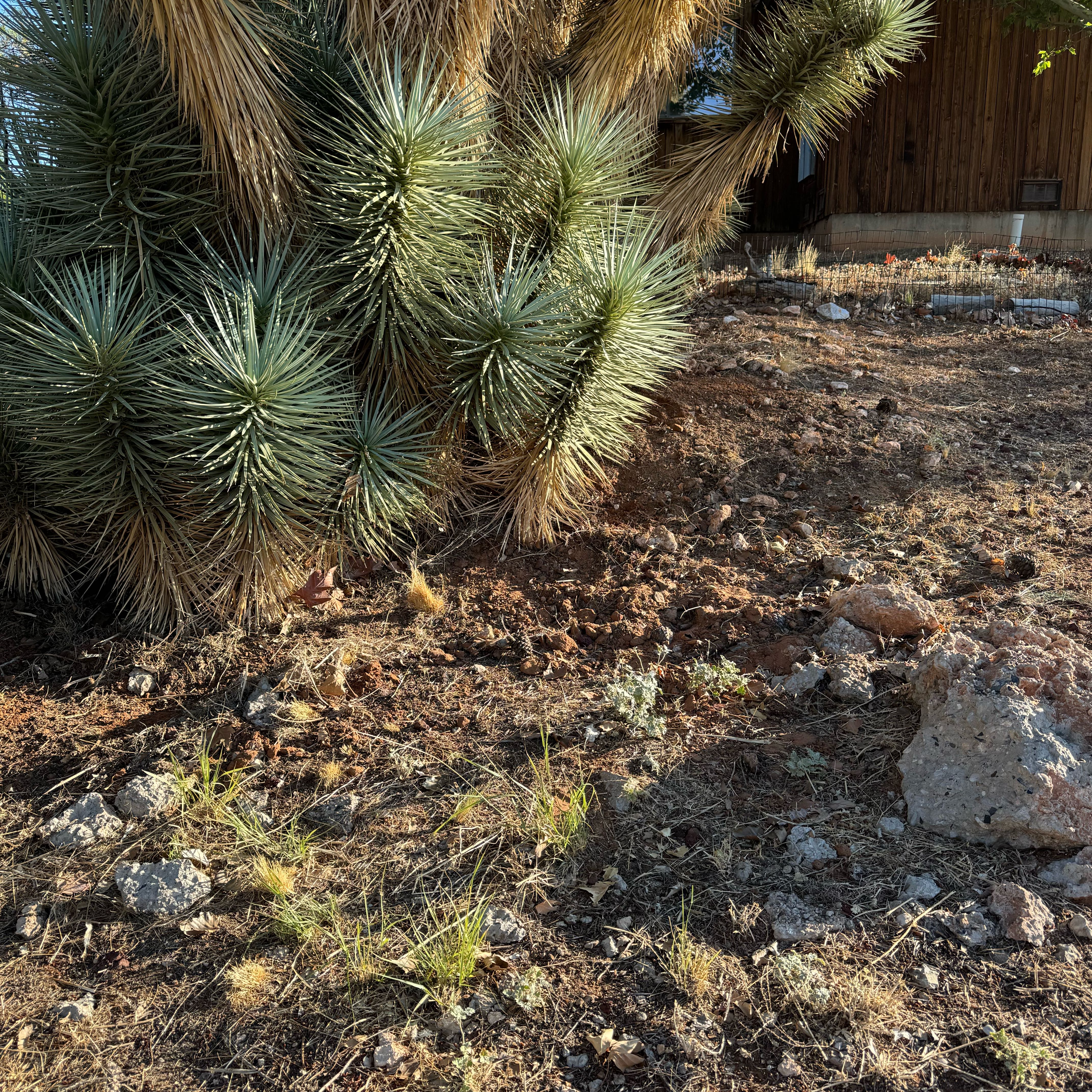 Photo of the plant species Joshua Tree by @KeyRedvein55 named Luna on Greg, the plant care app