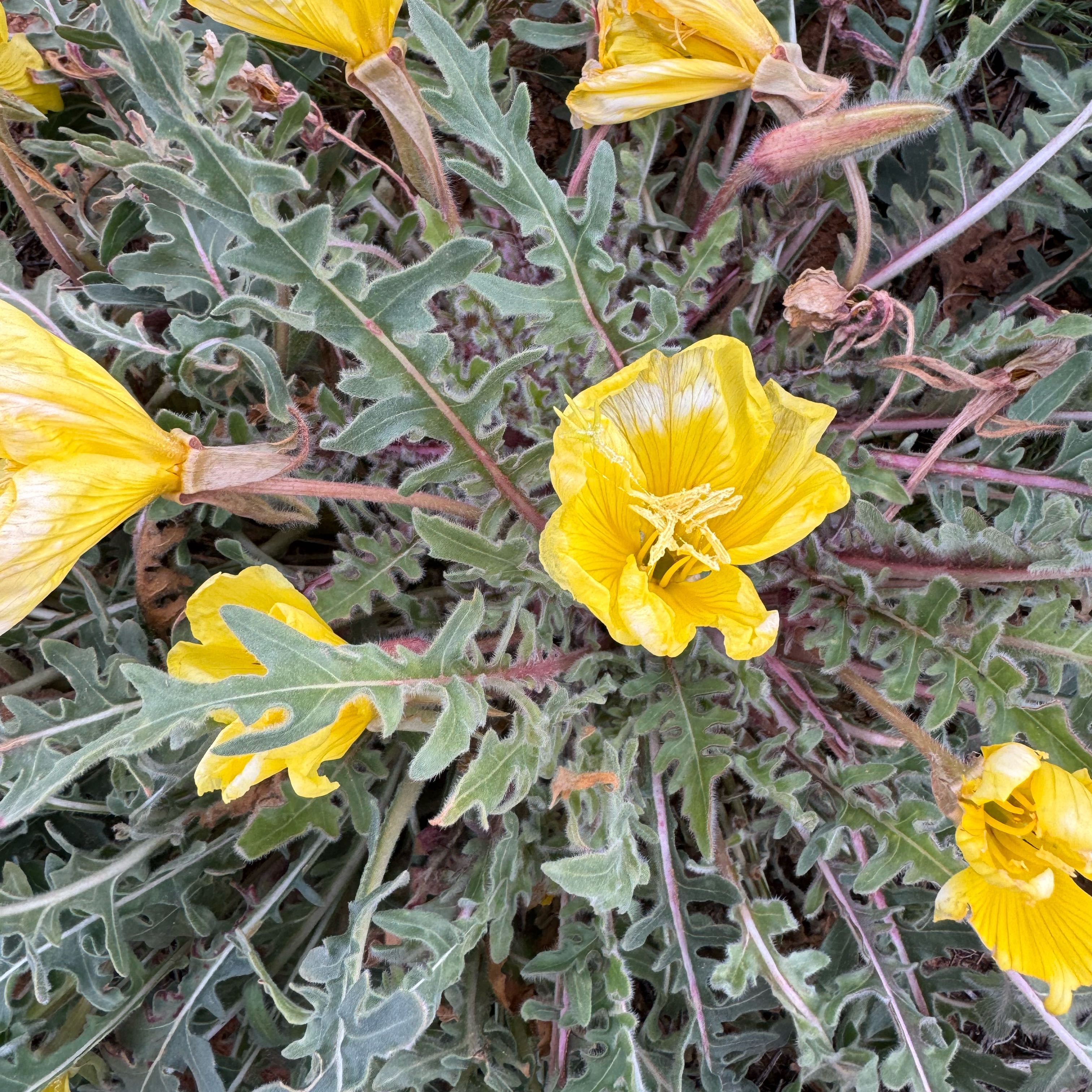 Photo of the plant species Fremont's Evening Primrose by @KeyRedvein55 named Leaf Erickson on Greg, the plant care app