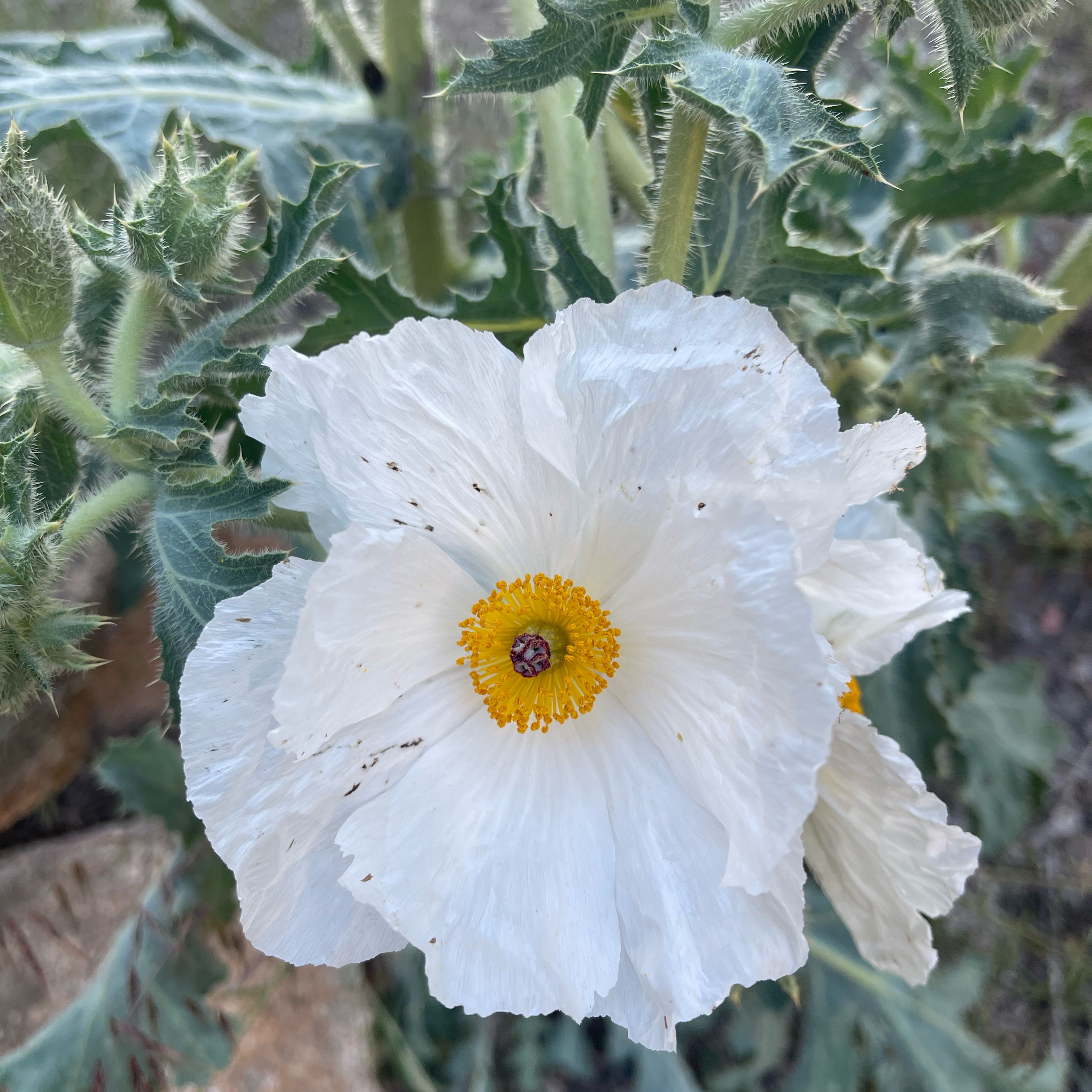 Photo of the plant species Bluestem Pricklypoppy by @KeyRedvein55 named Osmo on Greg, the plant care app