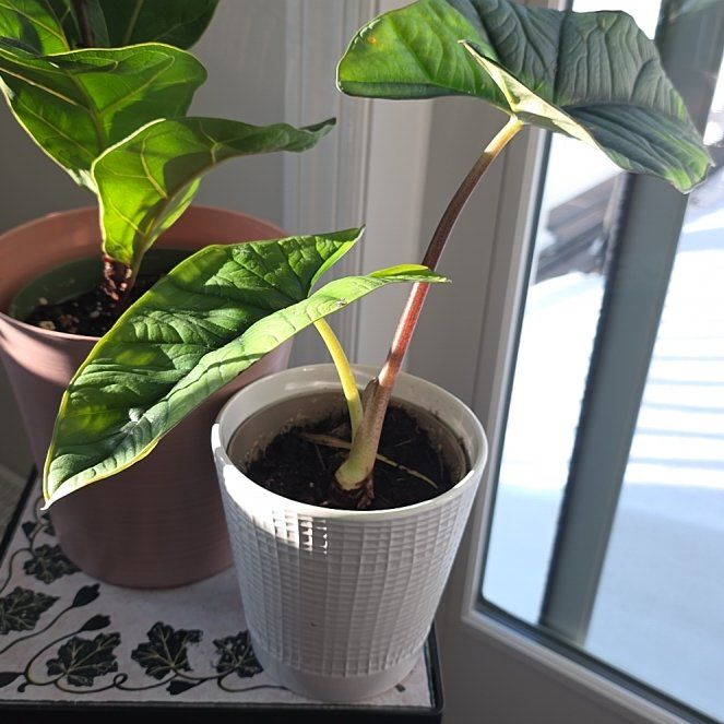Photo of the plant species Alocasia 'Mythic Quicksilver' by @FacileBogbean18 named Leafy Nicks on Greg, the plant care app