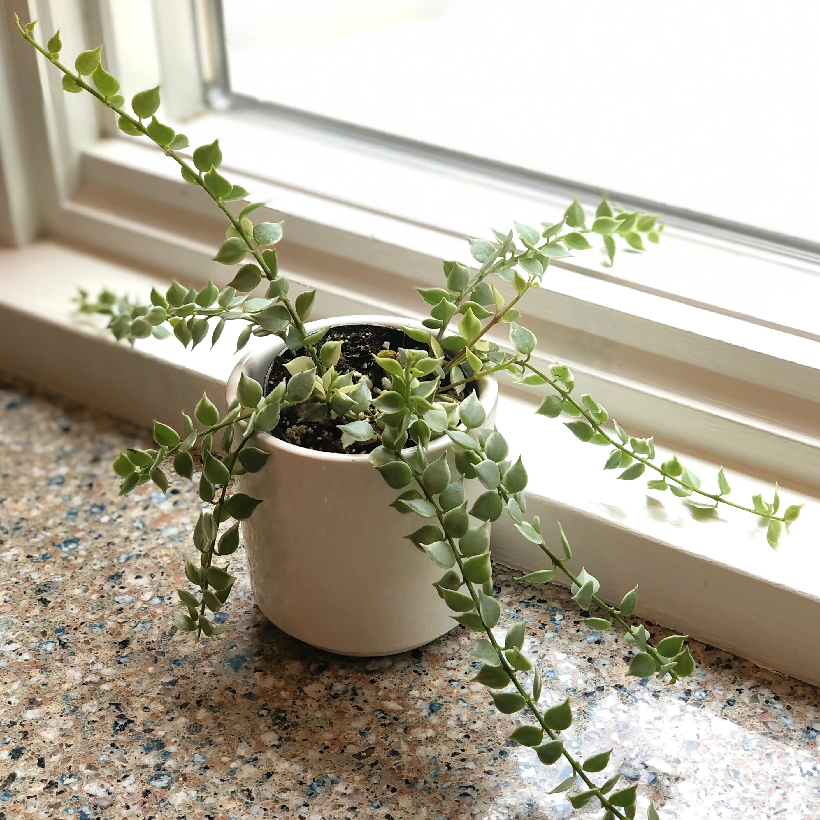 Million Hearts plant in a white pot on a windowsill, with green leaves and visible soil.