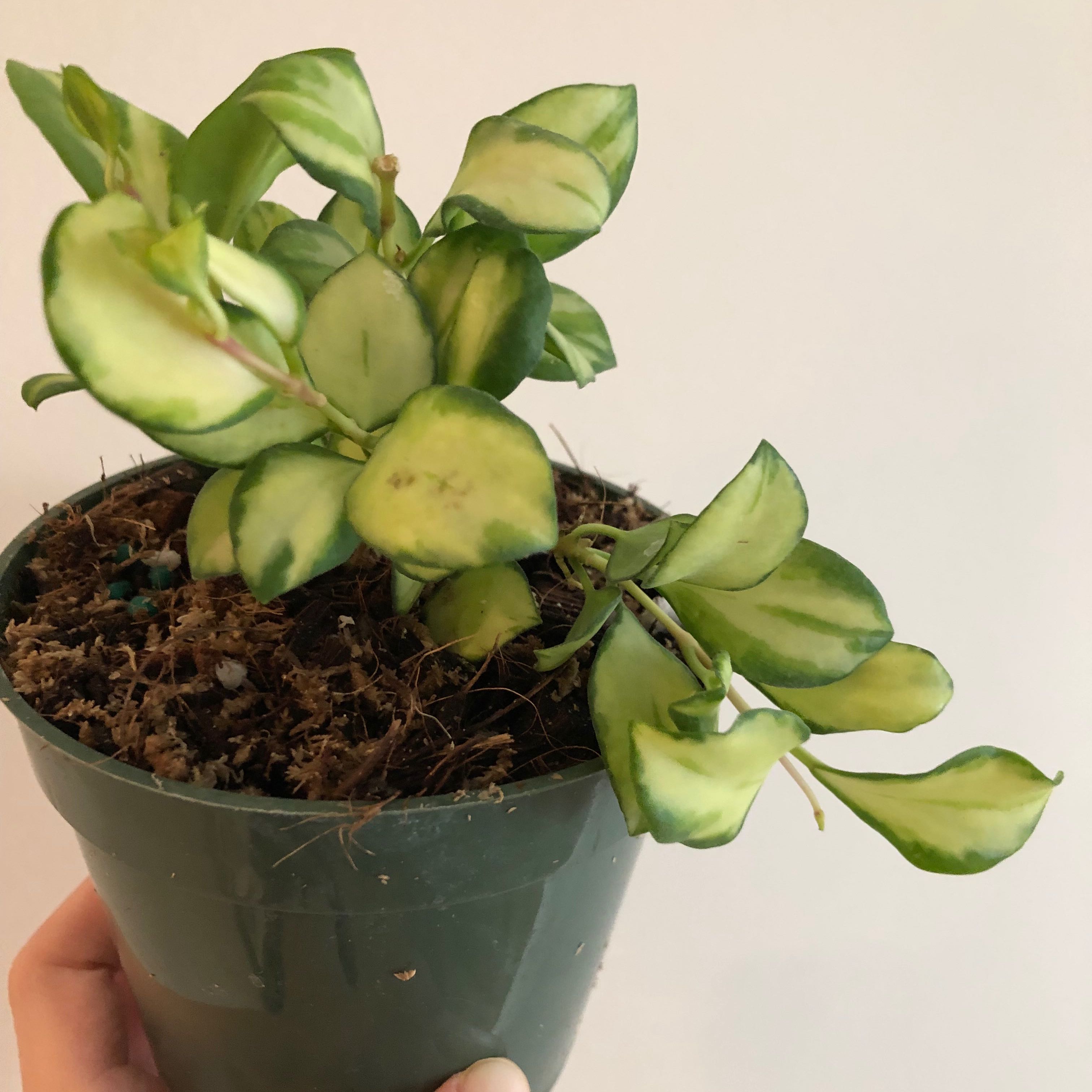 Hoya heuschkeliana variegata plant in a green pot with variegated leaves.