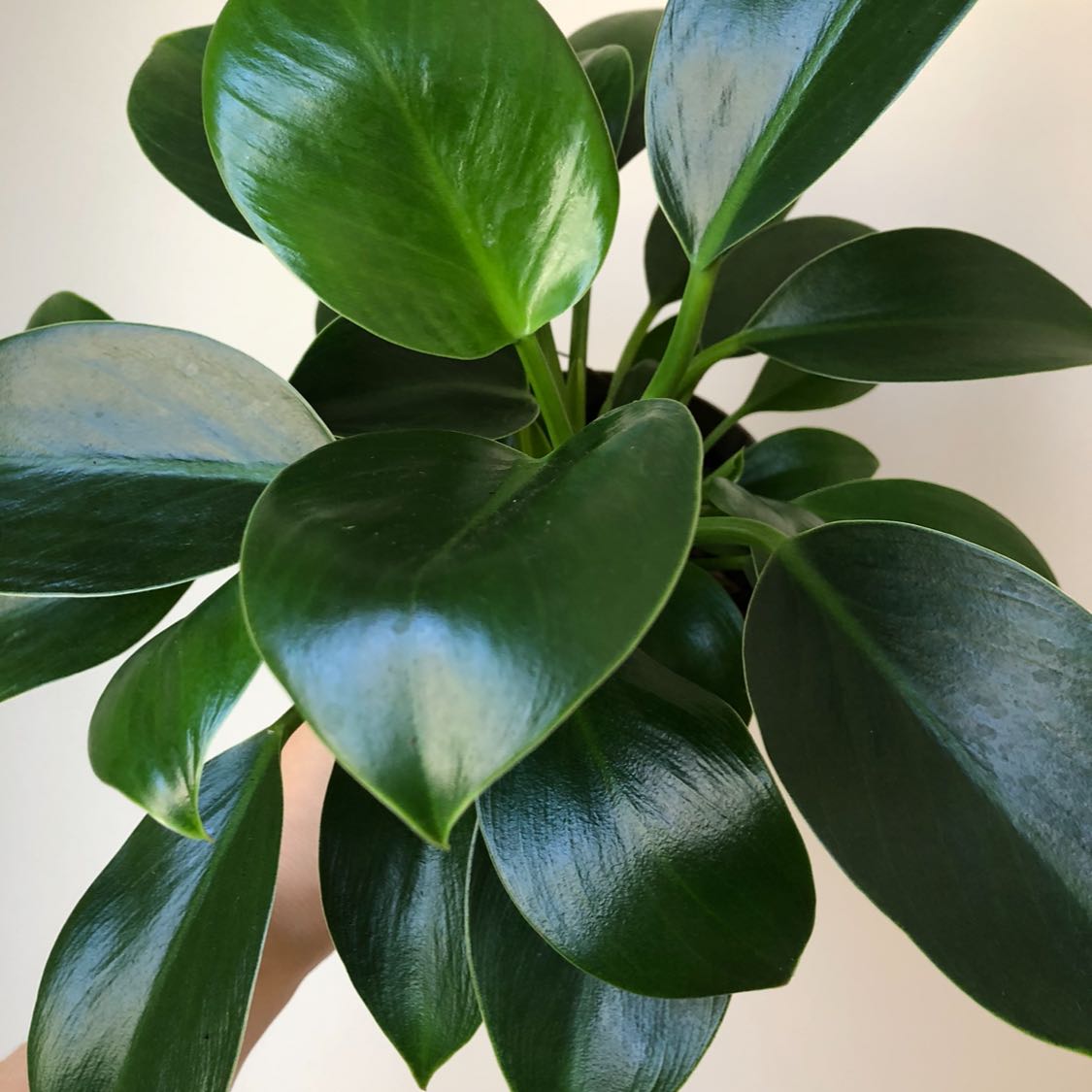 Healthy Green Princess plant with glossy, dark green leaves.