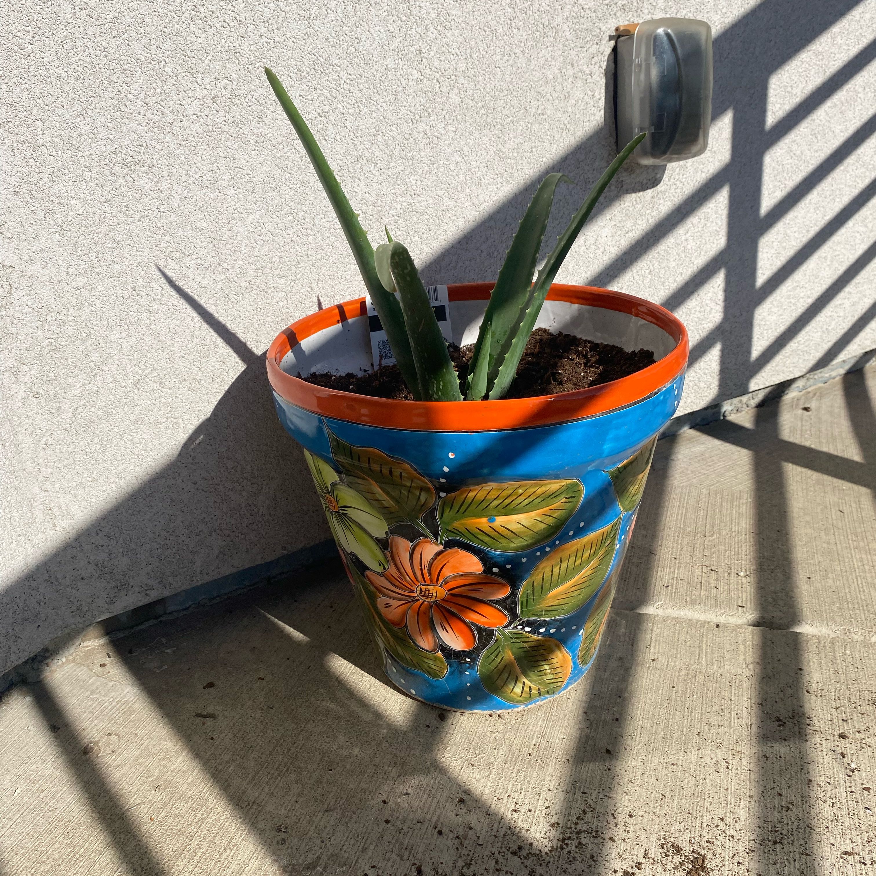 Photo of the plant species Aloe barbadensis by @MannerlyNoni80 named Alexa on Greg, the plant care app